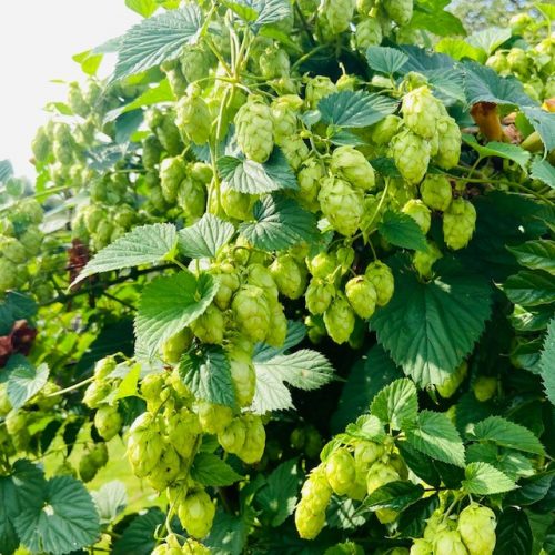 Hopplant Cascade (Humulus lupulus)