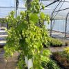 Hop Cascade (Humulus lupulus)